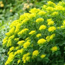 Еуфорбія Polychroma Purpurea фото