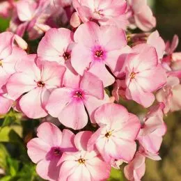 Флокс Famous Pink фото