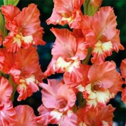 Гладіолус Fast Ruffle фото