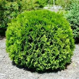 Туя Little Giant фото