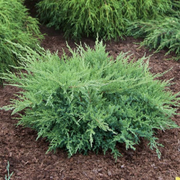 Ялівець Pfitzeriana Compacta фото