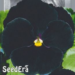 Фіалка садова Швейцарський гігант Чорний дворічний фото