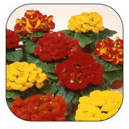 Кальцеолярія Чародійка Ф2 фото