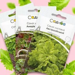 Набір насіння салату фото
