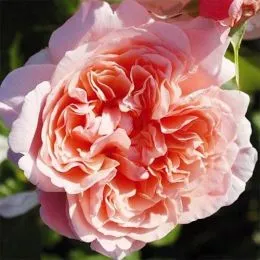 Троянда Rose de Tolbiac фото