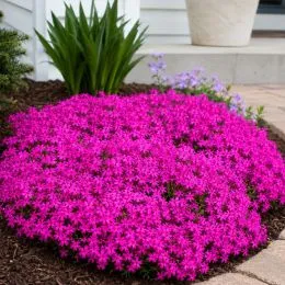 Флокс Atropurpurea фото