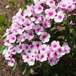 Флокс Early Star фото
