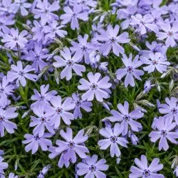Флокс Emerald Cushion Blue фото