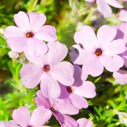 Флокс Lilac Cloud фото