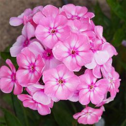 Флокс Sweet Summer Candy фото