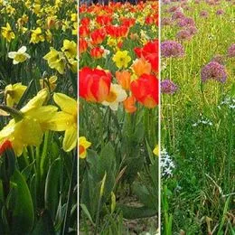 Мікс ландшафтний Floriade фото