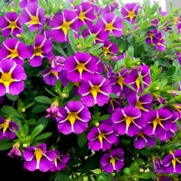 Калібрахоа Rave Violet фото