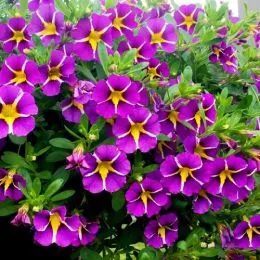 Калібрахоа Rave Violet фото