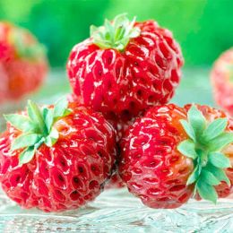 Малино-полуниця Framberry (Унікальні плоди) фото