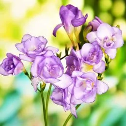 Фрезія Double Purple (Приємний аромат) фото