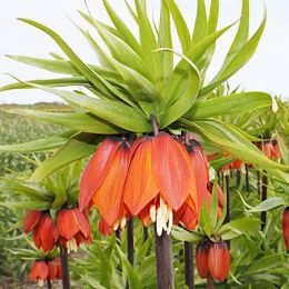 Фрітіларія Imperialis Orange Brilliant фото