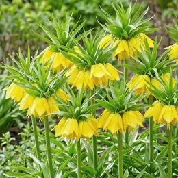 Фрітіларія Maxima Lutea фото
