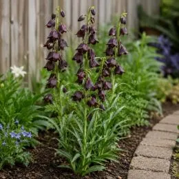 Фрітіларія Purple Dynamite фото