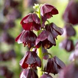 Фрітіларія Purple Dynamite фото