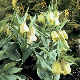 Фрітіларія Pallidiflora фото