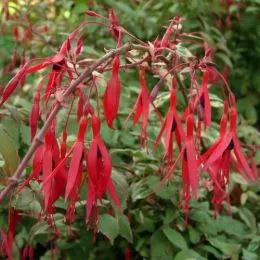Фуксія Tricolor фото