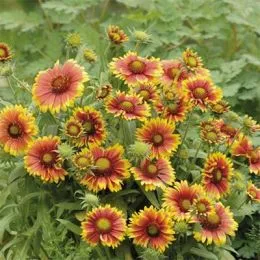 Гайлардія Arizona Sun фото