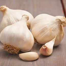 Часник Messidrome Озимий 5 кг фото