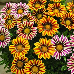 Газанія Bicolor фото