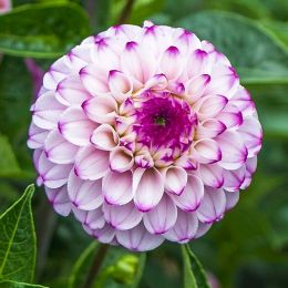 Жоржина Genova фото
