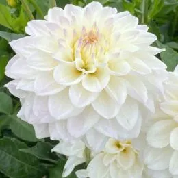 Жоржина GoGo White фото