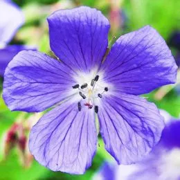 Герань Johnson's Blue фото