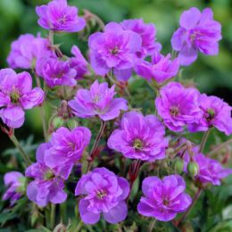 Герань Plenum Violaceum фото
