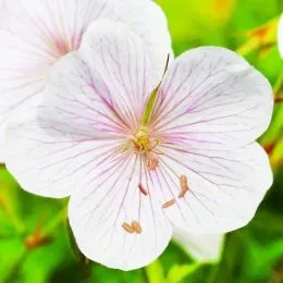 Герань Kashmir White фото