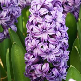 Гіацинт махровий Lili Purple фото