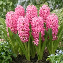 Гіацинт Pink Pearl фото