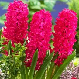 Гіацинт Scarlet Pearl фото
