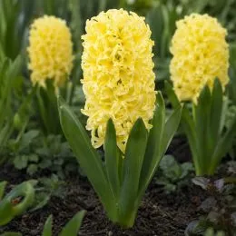 Гіацинт Yellow Queen фото