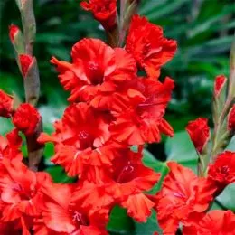 Гладіолус Fire Ruffle фото