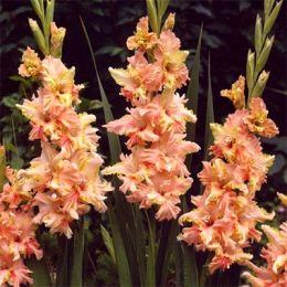 Гладіолус Magic Ruffle фото
