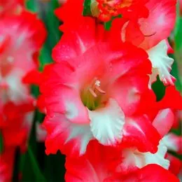 Гладіолус Pink Lady фото