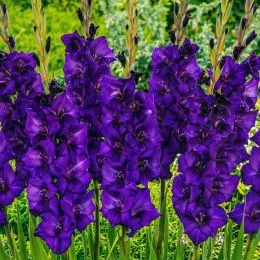 Гладіолус Purple Flora фото