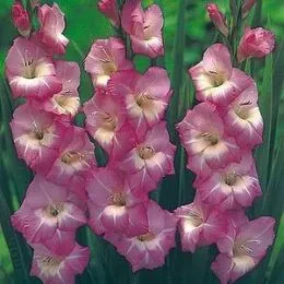 Гладіолус Royal Dutch фото