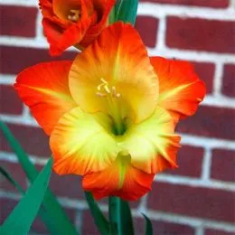 Гладіолус Sunshine фото