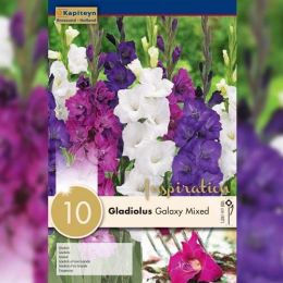 Гладіолус Galaxy Mixed Colours (Брендові цибулини KAPITEYN®) фото