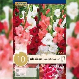 Гладіолус Romantic Mixed Colours (Брендові цибулини KAPITEYN®) фото