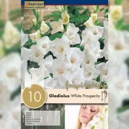 Рек-бокс Гладіолус White Prosperity (Брендові цибулини KAPITEYN®) фото