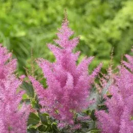 Астільба Gloria Purpurea фото