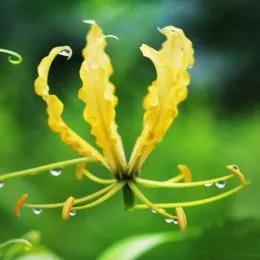 Глоріоза Lutea фото