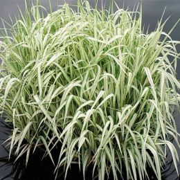 Лепешняк великий Variegata фото