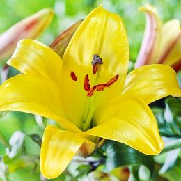 Подарунок! Лілія Golden Splendor фото